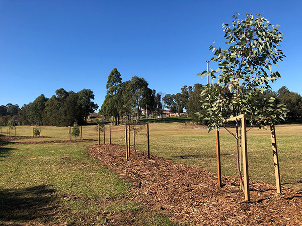 Penrith Council plants 340 new trees in Chameleon Reserve
